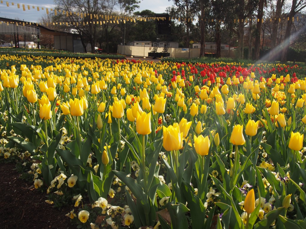 Garden bed with yellow and red tulips