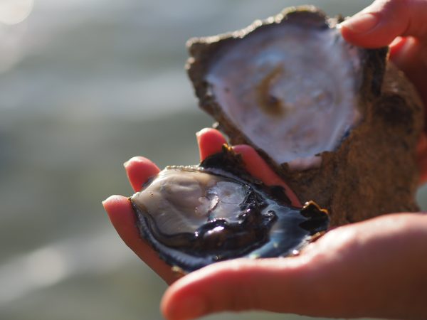 The South Coast is a haven for delicious shellfish including oysters