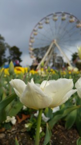 Close up of a open tulip with a Ferris wheel in the background.