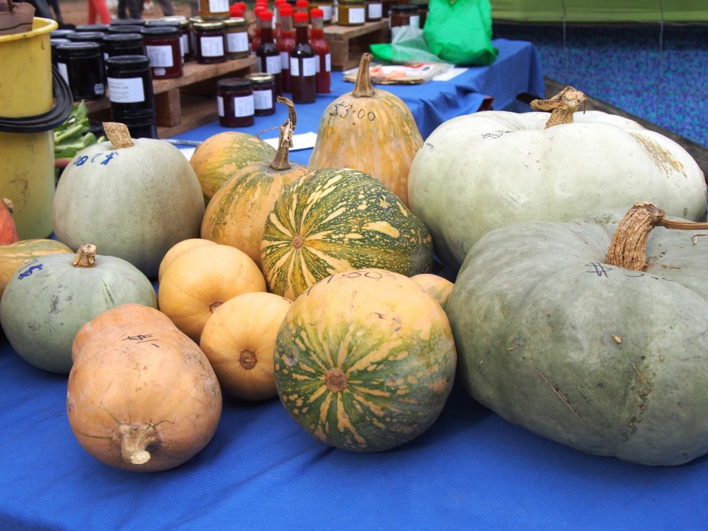 Pumpkins of various shapes and sizes.