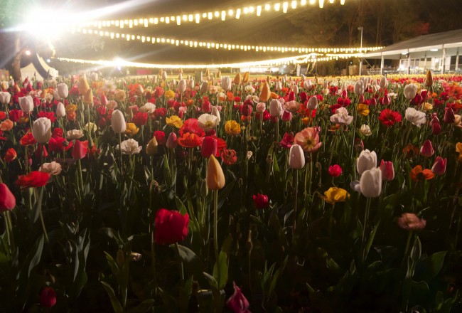 Tulips and poppies at night