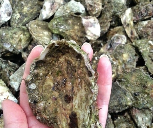 Fresh Oysters at Wheelers